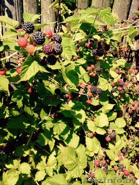 Черная малина Кумберленд - Изображение #1, Объявление #1425061