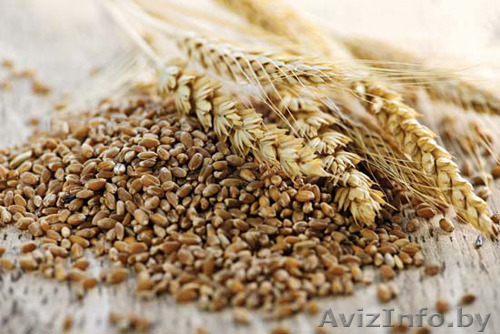 куплю зерно фуражное(тритикале) - Изображение #1, Объявление #1402697