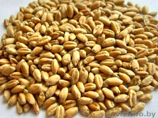 Зерно фуражное (тритикале, ячмень, рожь, пшеница, овес) - Изображение #1, Объявление #1445079