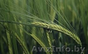 Рожь посевная (фуражная) - Изображение #1, Объявление #1445085