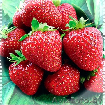 Клубника оптом, купить клубнику оптом - Изображение #1, Объявление #1445435