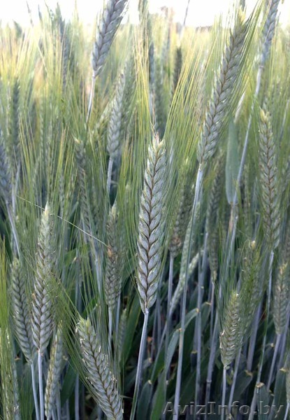 Ячмень обыкновенный (фуражный) - Изображение #1, Объявление #1445083