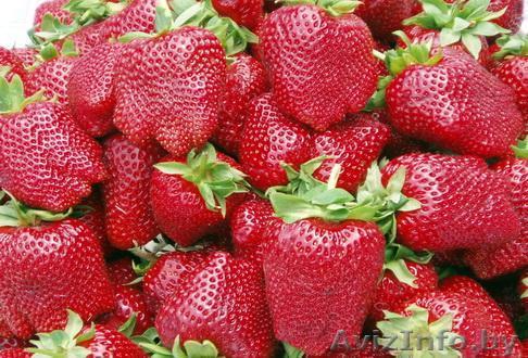 Продам клубнику оптом - Изображение #1, Объявление #1446629