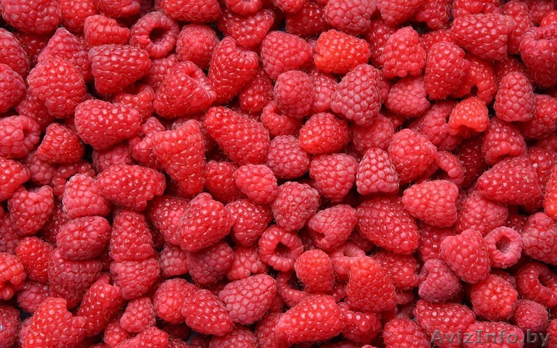 Продам малину оптом - Изображение #1, Объявление #1467256