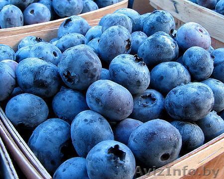 Продам голубику оптом - Изображение #1, Объявление #1467255