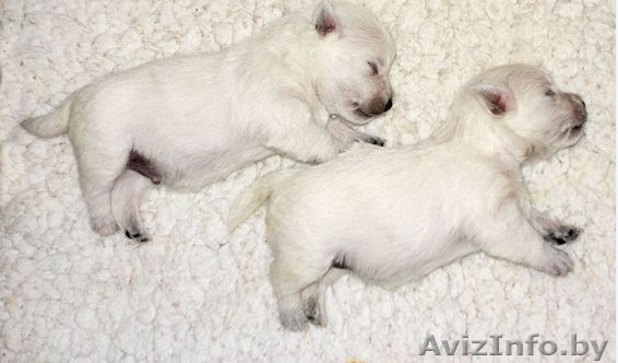 Очаровательные щенки вест хайленд уайт терьер. Бронь. - Изображение #1, Объявление #1461612