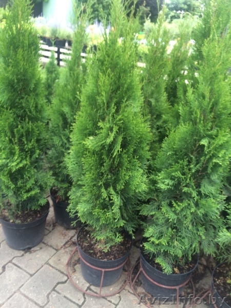 Туя Смарагд только опт 1.3.1-5 м.с доставкой. Гарантия - Изображение #1, Объявление #1466128