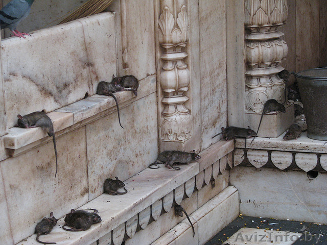 Защита от тараканов, мышей, ос. - Изображение #1, Объявление #1474403