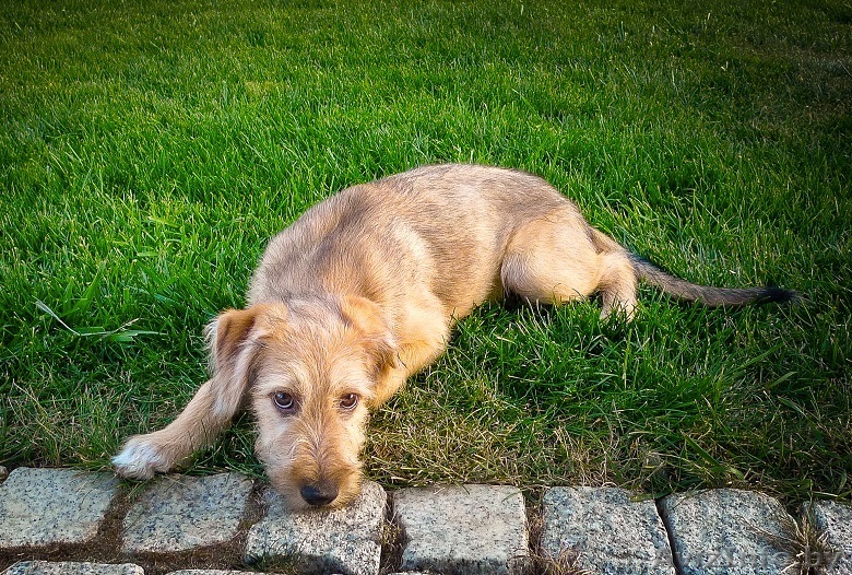 Эксклюзивный щенок - Изображение #1, Объявление #1483489