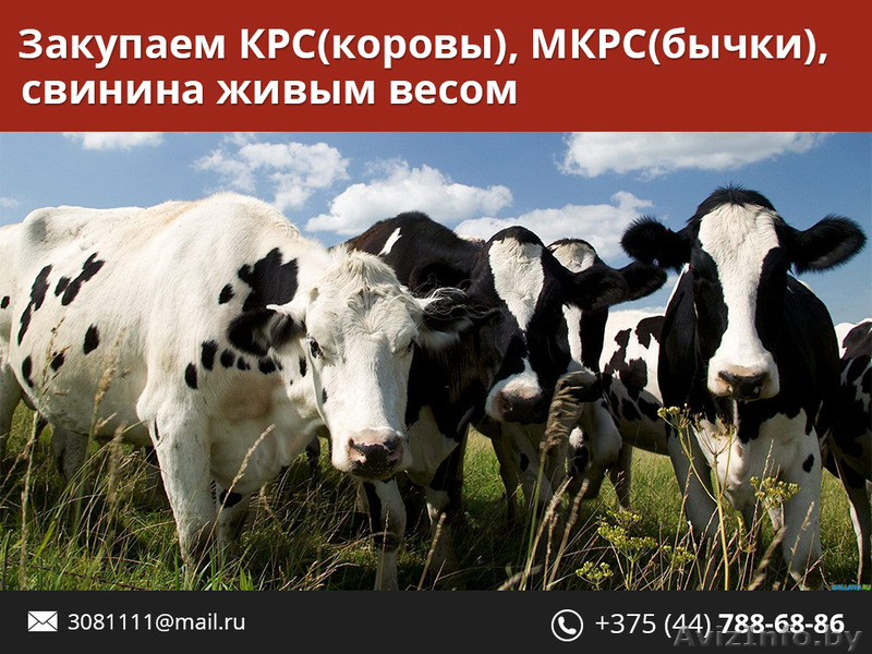 Закупаем КРС живым весом. - Изображение #1, Объявление #1480125