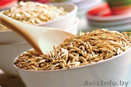 Овес фуражный постоянно опт - Изображение #1, Объявление #1476471