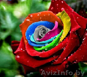 Гуглроза! Чудо генной инженерии!  - Изображение #1, Объявление #1482792