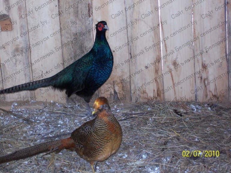 Продам фазанов охотничьих - Изображение #1, Объявление #1486506