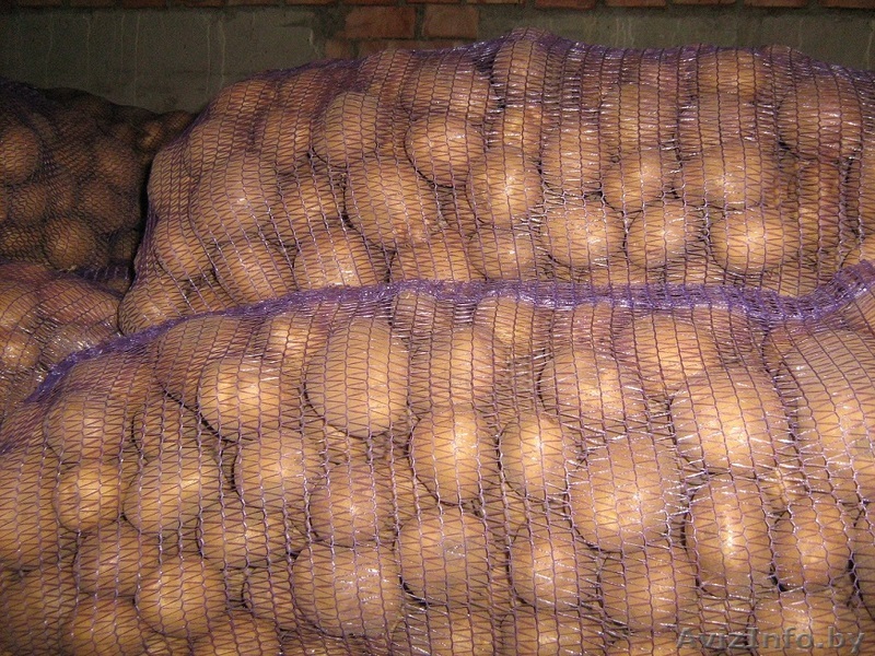 Картофель крупный !!! - Изображение #1, Объявление #1034418