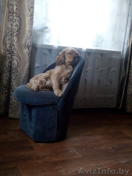  спаниель В дар - Изображение #1, Объявление #1490556