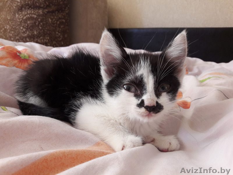 котёнок приучен к лотку - Изображение #1, Объявление #1486038