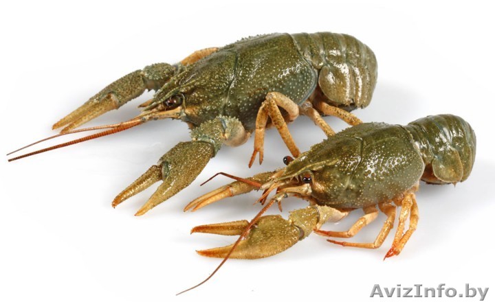 живые раки всегда свежие - Изображение #1, Объявление #1488414
