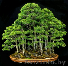 Лес на ладошке. "Тайга для гномика" - Изображение #1, Объявление #1484123