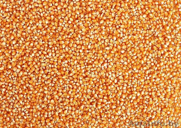 Кукуруза фуражная опт закупаем - Изображение #1, Объявление #1494965