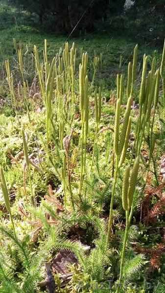 Ликоподий Дереза Присыпка для детей - Изображение #1, Объявление #1499025