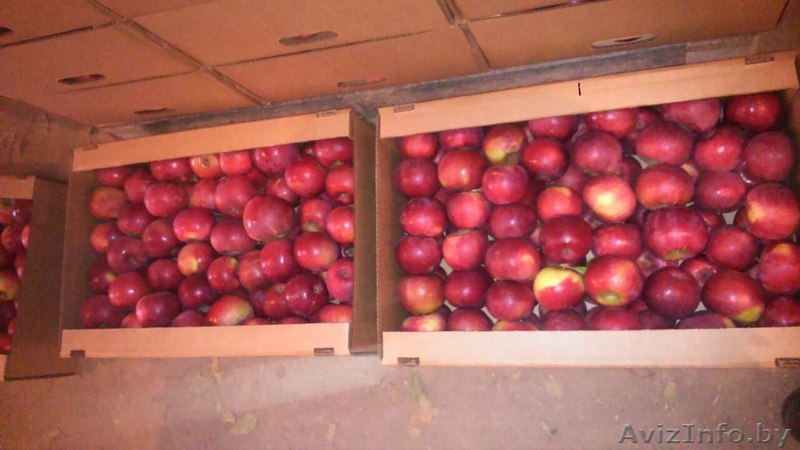 Компания на постоянной основе закупает яблоки (КРАСНЫХ сортов).только Опт  - Изображение #1, Объявление #1503630