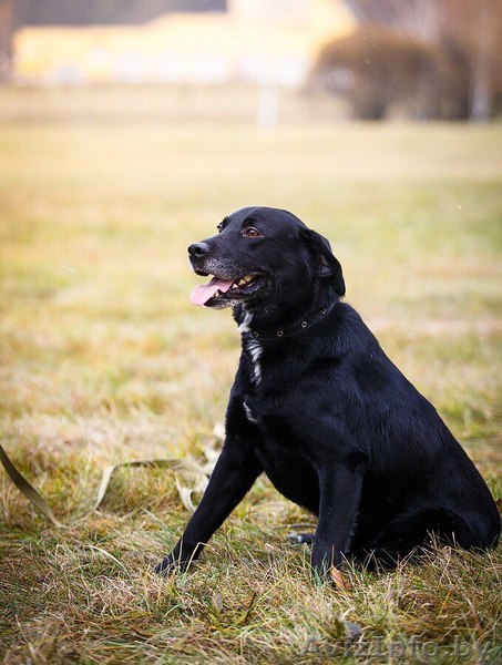 Лабрадор ретривер Бой в дар - Изображение #1, Объявление #1511000