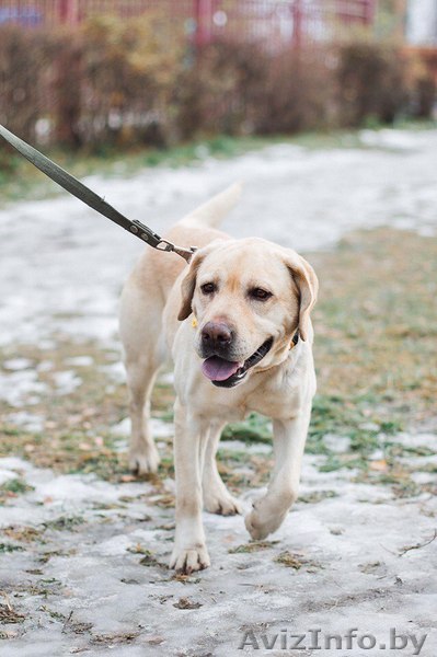 Лабрадор ретривер Вета в дар - Изображение #1, Объявление #1511003