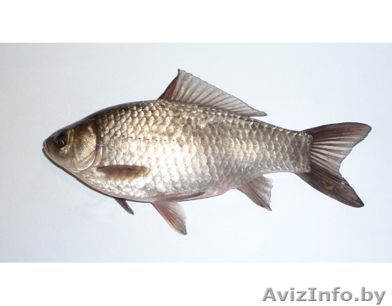 ЖИВЕЦ карась 5-10 см. Цена 0 р. 20 коп. Доставка БЕСПЛАТНО - Изображение #1, Объявление #1506171