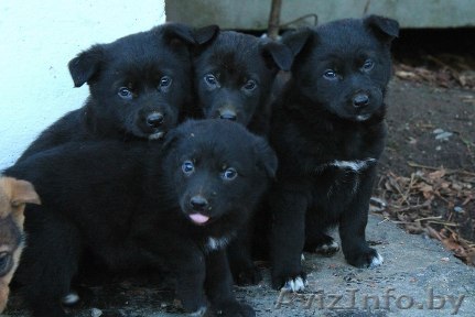 Щенки.Спасите жизнь  - Изображение #1, Объявление #1512818