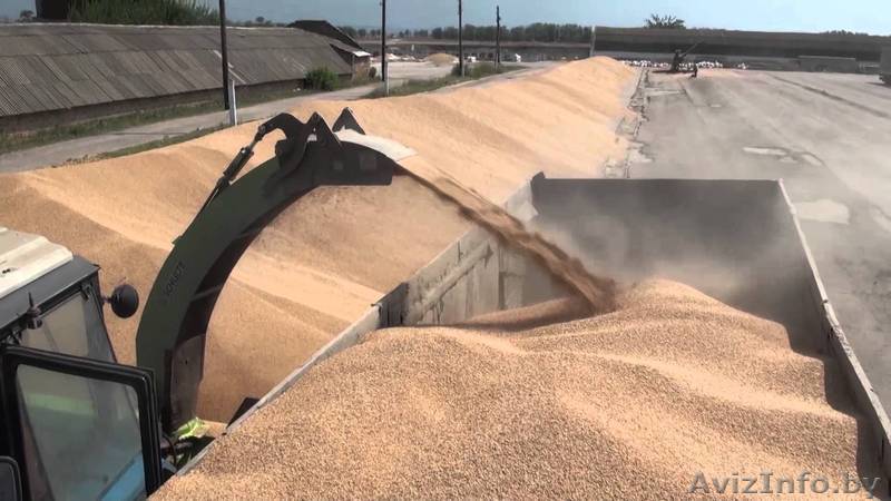 Ячмень фуражный оптом - Изображение #1, Объявление #1504970