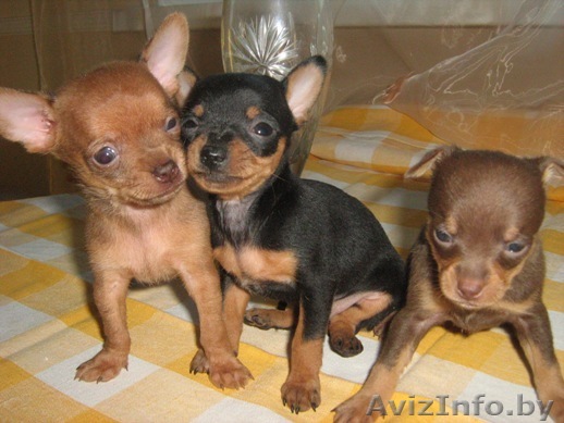  Той  Терьера Щенки   - Изображение #1, Объявление #1517025