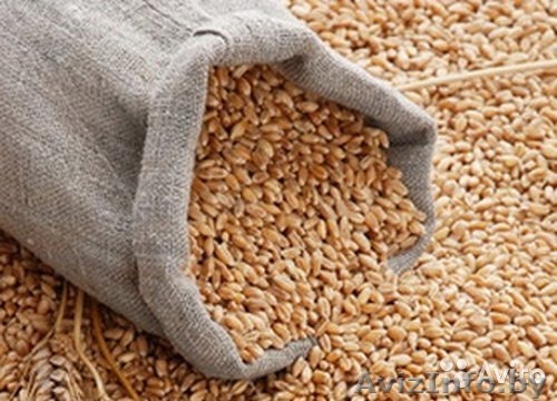 Зерно фуражное. Закупаем на постоянной основе. РБ. - Изображение #1, Объявление #1527922