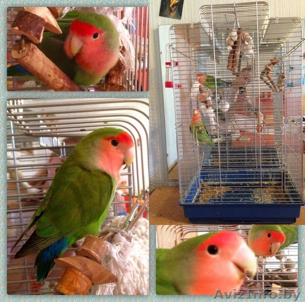 пара неразлучников (м ж) с большой клеткой - Изображение #1, Объявление #1524300