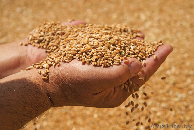 Организация реализует зерно. - Изображение #1, Объявление #1524435