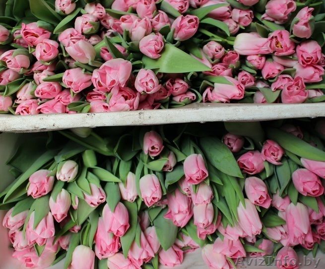 Тюльпаны от производителя и гаранитей поставки. - Изображение #1, Объявление #1535101