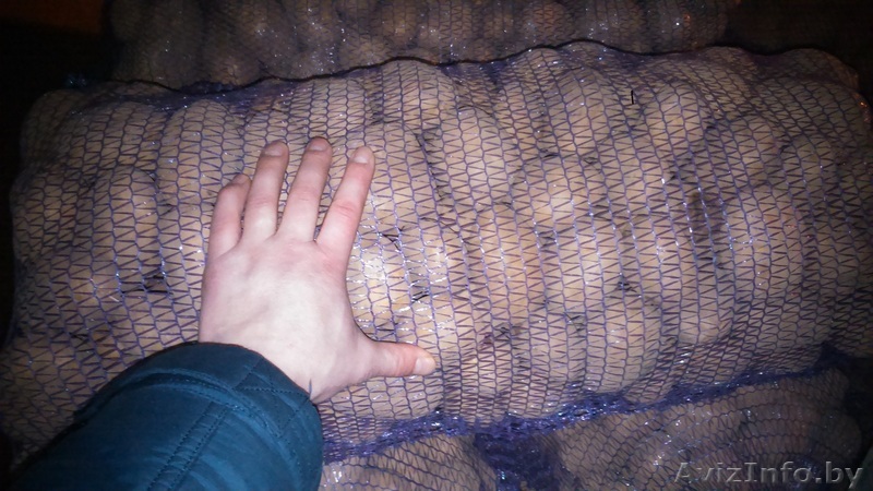 Закупаем овощи и фрукты оптом - Изображение #1, Объявление #1533607