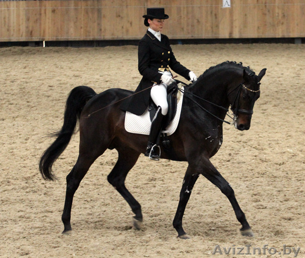 Требуется тренер по выездке - Изображение #1, Объявление #1535974