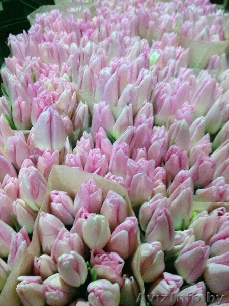 Оптовая продажа тюльпанов - Изображение #1, Объявление #1538755