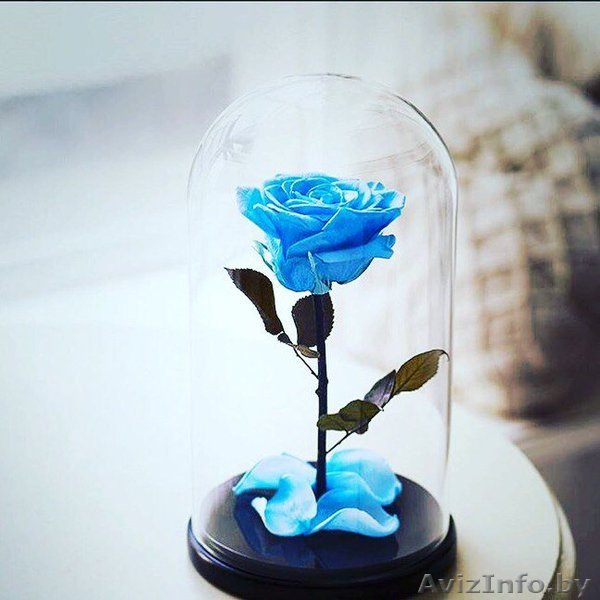 Стабилизированная Роза в колбе - Изображение #1, Объявление #1540367