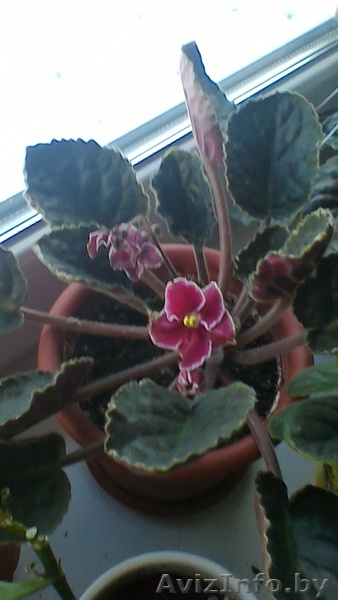 Фиалка - Изображение #1, Объявление #1543551