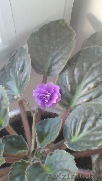 Комнатное растение - Изображение #1, Объявление #1543558