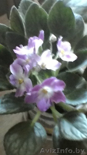 Фиалка из ЛК - Изображение #1, Объявление #1544529
