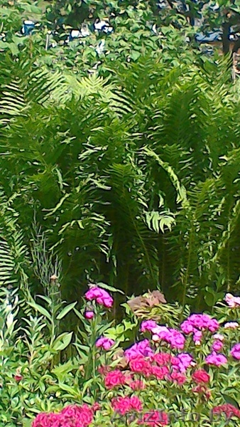 Папоротник из личного сада - Изображение #1, Объявление #1544544