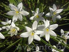 Птицемлечник из ЛК - Изображение #1, Объявление #1545075