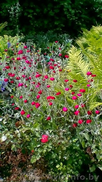 Лихнис с собственного сада - Изображение #1, Объявление #1545079