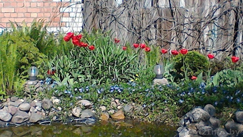 Барвинок-ветвистый красавец - Изображение #1, Объявление #1548921