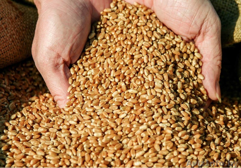 Покупаем зерно фуражное оптом. Выгодно. - Изображение #1, Объявление #1550911