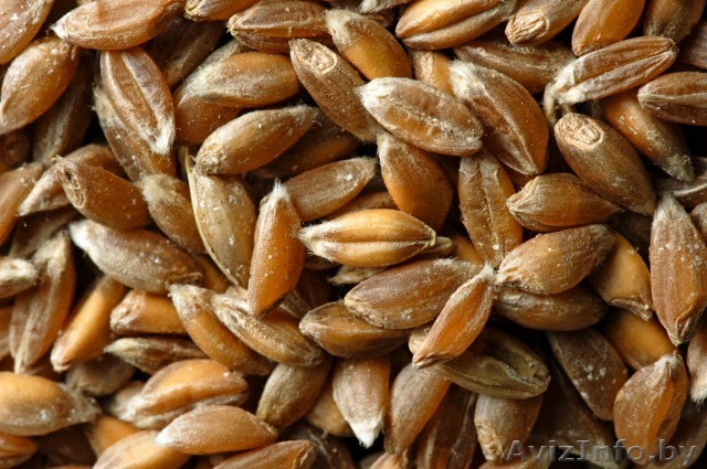 Тритикале фуражный оптом продаем - Изображение #1, Объявление #1554526