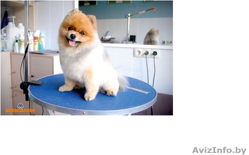 Стрижка собак премиум класса - Изображение #1, Объявление #1555629