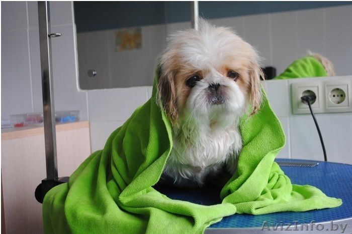 Стрижка и тримминг собак - Изображение #1, Объявление #1556055